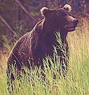 B&auml;r an der McCarthy Road