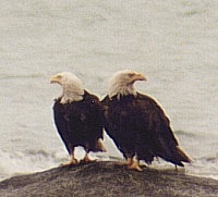 Adler bei Haines