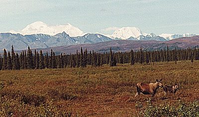 Elche vor dem Mount McKinley