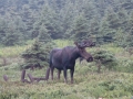 SIMG0365 * Elch im Cape Breton Highlands National Park, Nova Scotia * 1600 x 1200 * (1.11MB)