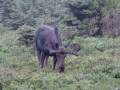 SIMG0371 * Elch im Cape Breton Highlands National Park, Nova Scotia * 1600 x 1200 * (896KB)