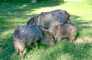 bigbendriogrande032 * Javelinas im Big Bend National Park * 3072 x 2048 * (1.61MB)