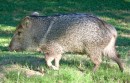 bigbendriogrande041II * Javelina im Big Bend National Park * 1762 x 1132 * (673KB)