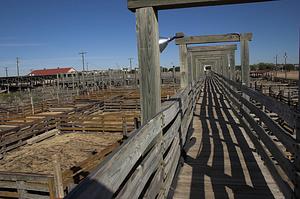 Stockyards in Forth Worth